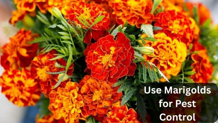Marigolds as insect repellent