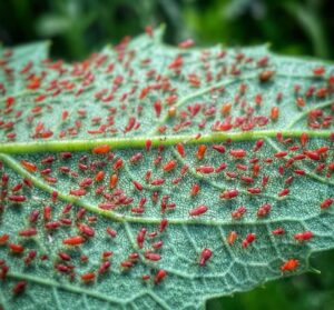 Red aphids 