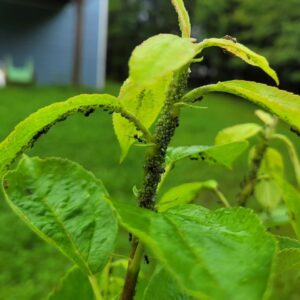 The Damage Caused by Aphids