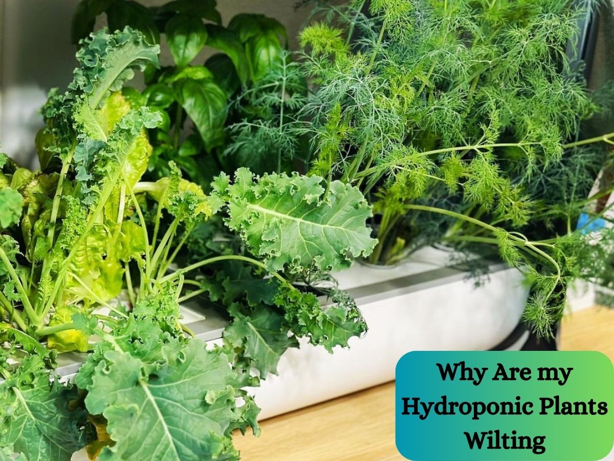 Why Are my Hydroponic Plants Wilting