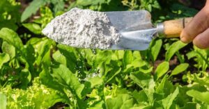 Will diatomaceous earth kill root aphids