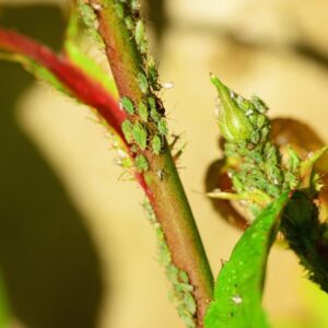 how to get rid of aphids permanently 