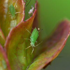 does sevin kill aphids