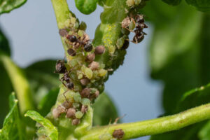 Effect of aphids on plants 