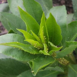 How to get rid of aphids permanently