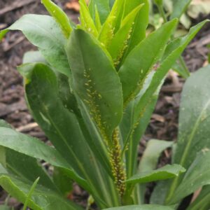 How to get rid of aphids permanently 