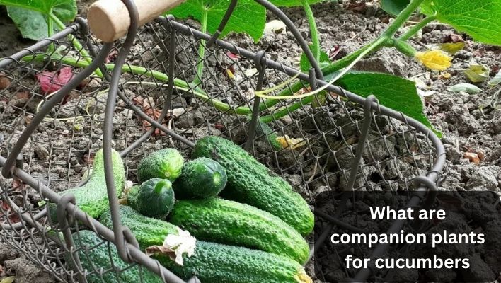What are companion plants for cucumbers