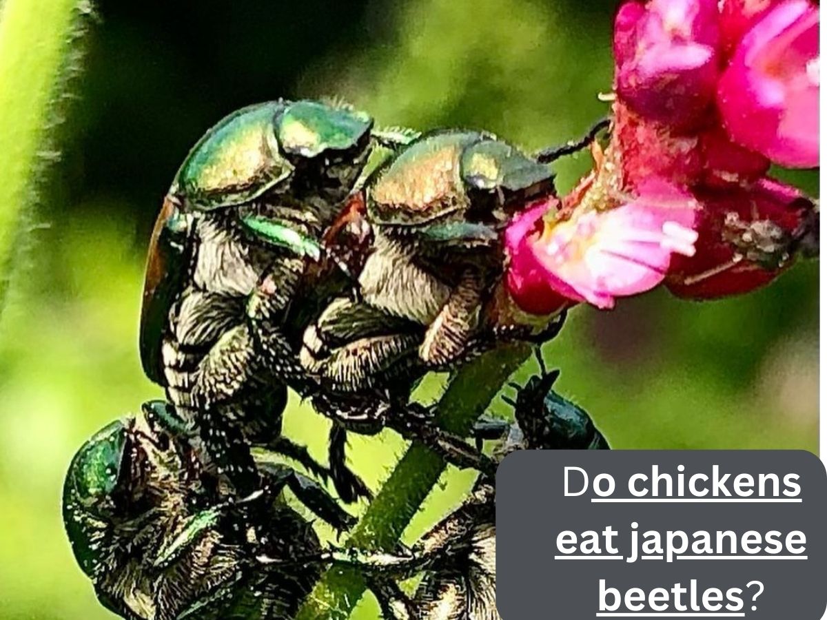 do chickens eat japanese beetles