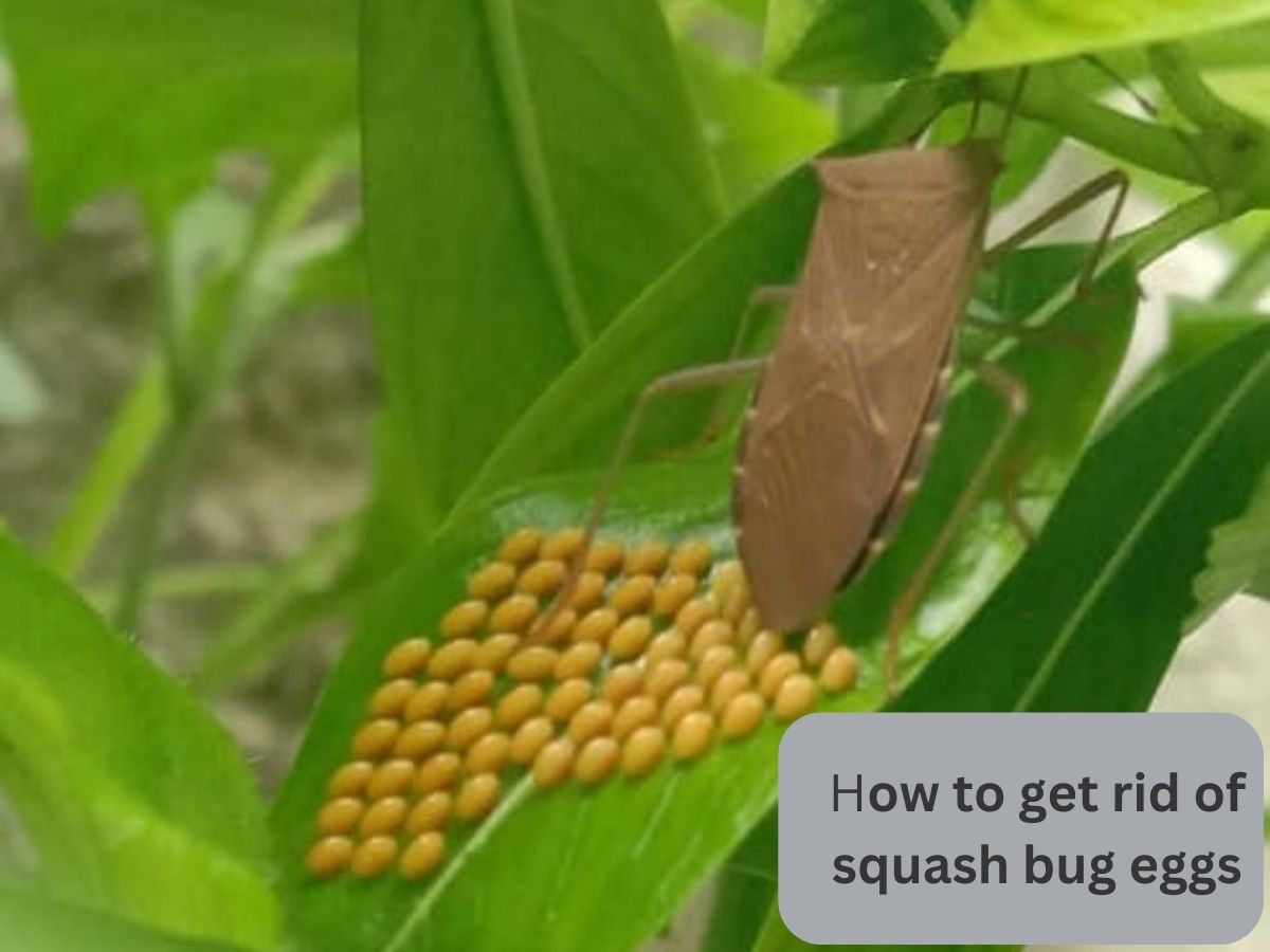 how to get rid of squash bug eggs