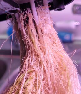 how to fix root rot in hydroponics
