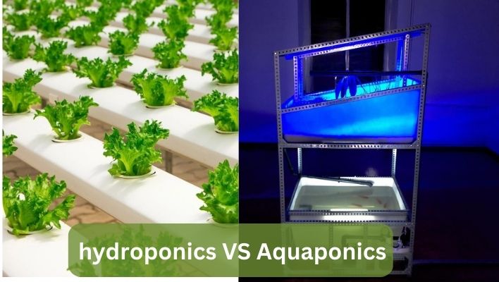 hydroponics vs aquaponics