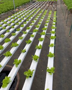 hydroponics grow tray