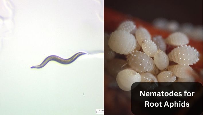 nematodes for root aphids