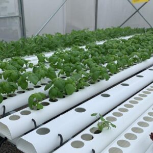 can you grow potatoes hydroponically 