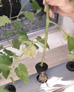 How Ethanol Affects Plant grow in Hydroponic