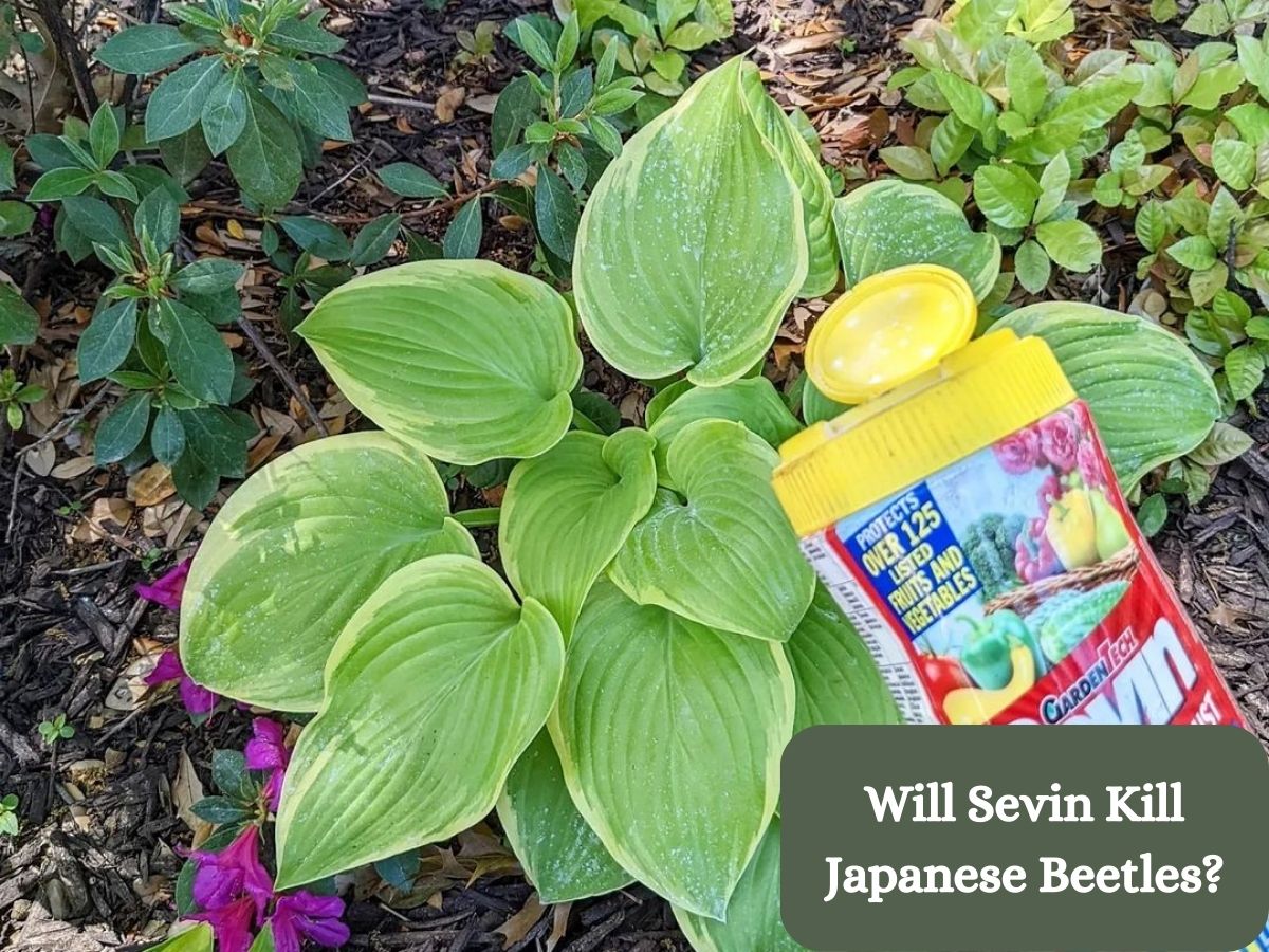 Will Sevin kill Japanese beetles? Unveiling the truth and efficacy of Sevin in combating these garden pests. Get the answers now!