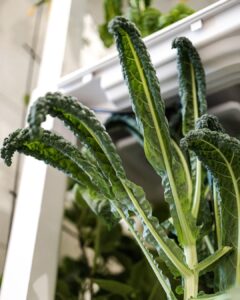 wilting hydroponics plant