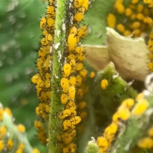 Yellow aphids - Aphids with color 
