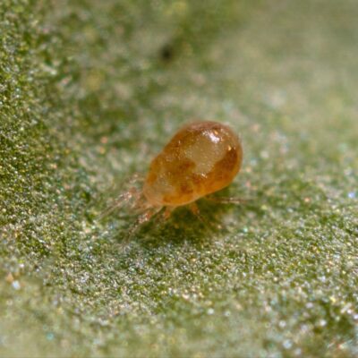 can broad mites survive without plants 