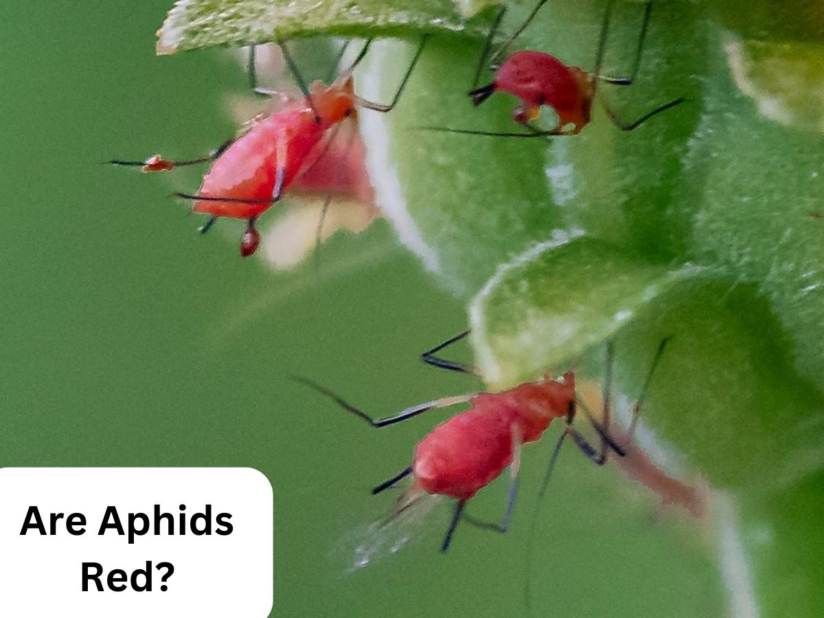 are aphids red