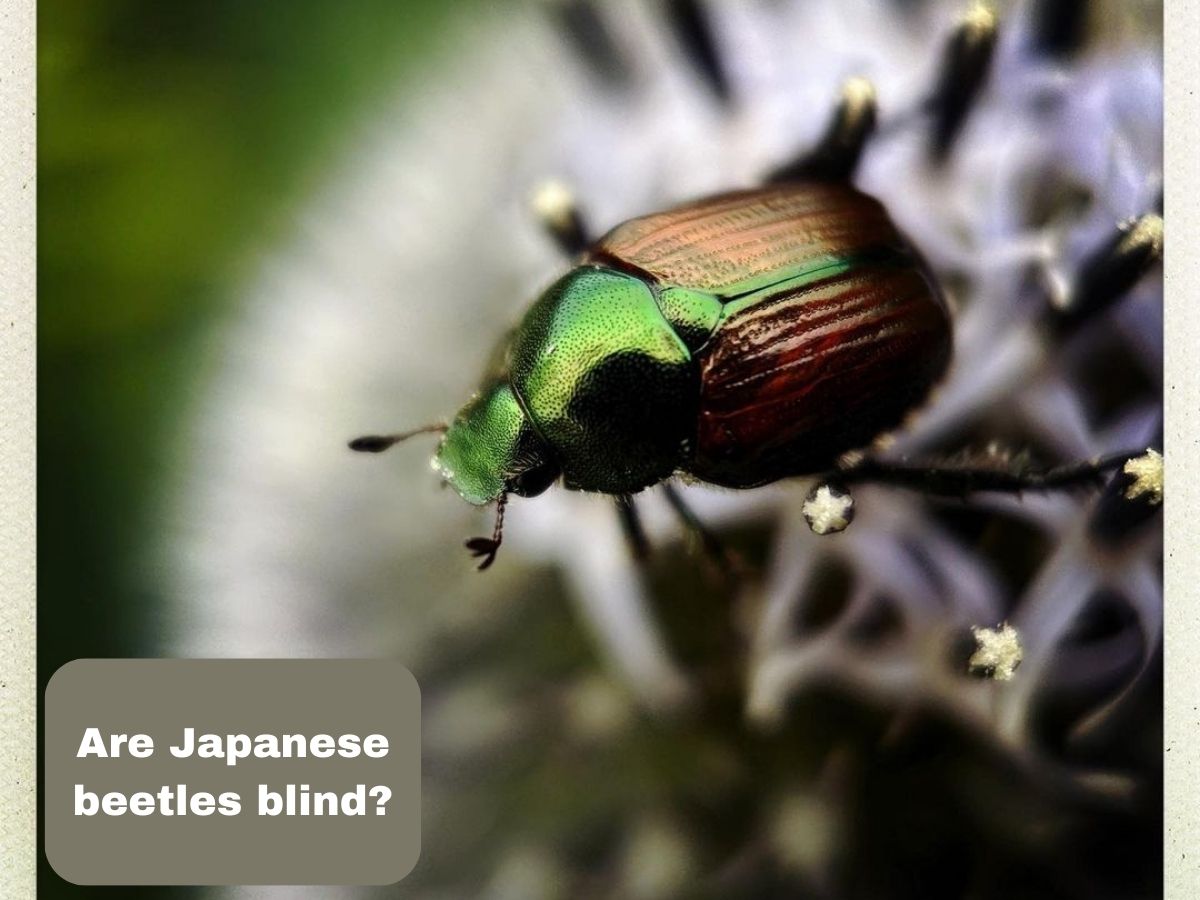 Are Japanese beetles blind?
