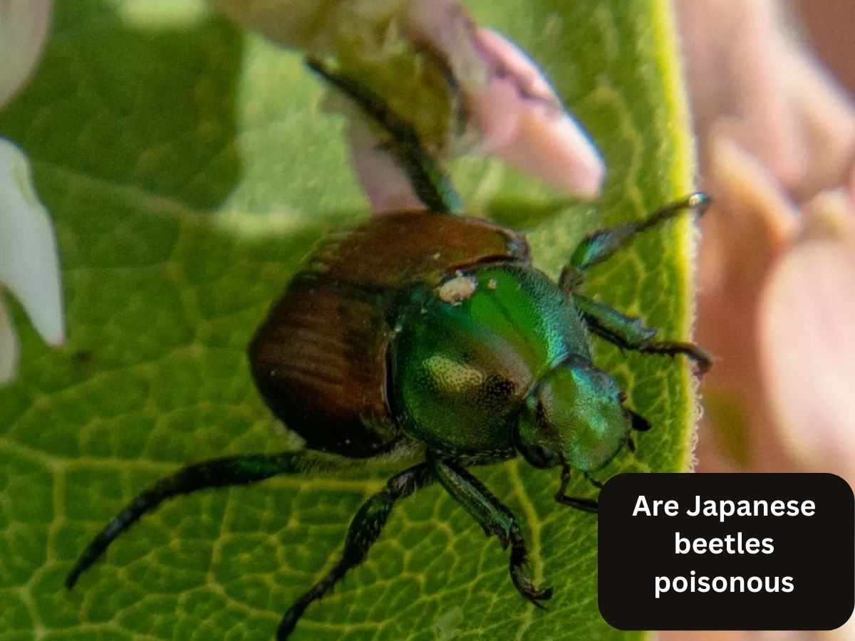 Are Japanese beetles poisonous