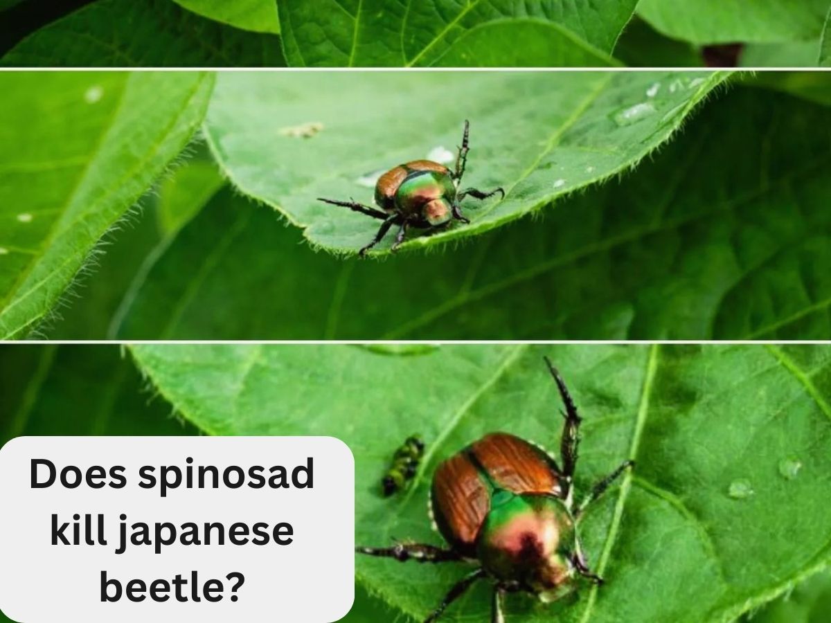 Does spinosad kill japanese beetle