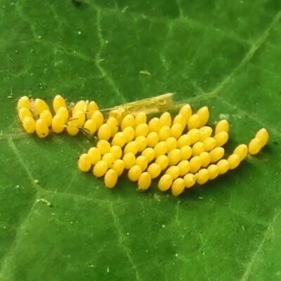 How to Get Rid of Caterpillar Eggs