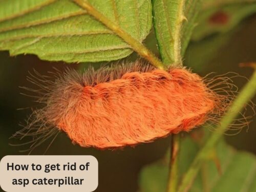 How to get rid of asp caterpillars