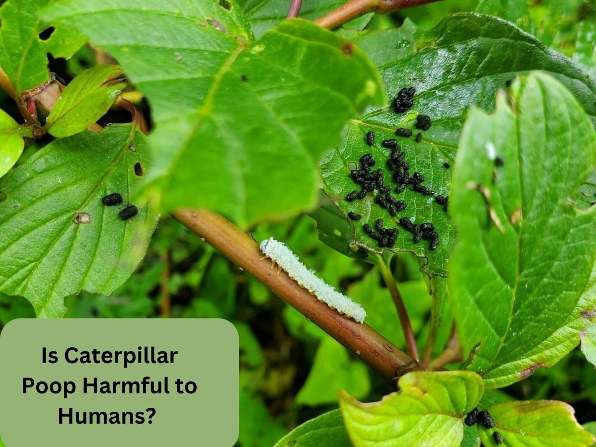 Is Caterpillar Poop Harmful to Humans?