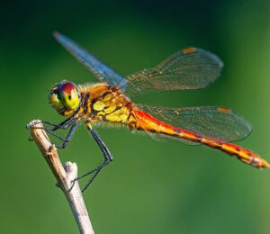 The Predatory Nature of Dragonflies