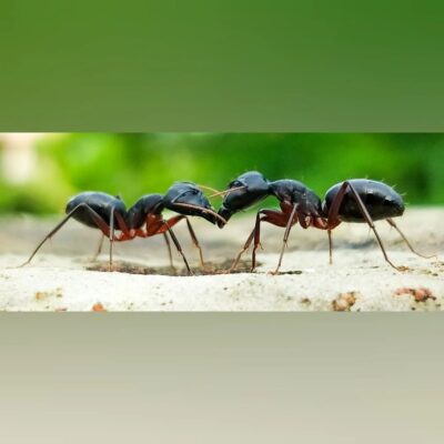 Ant's Sense of Smell and Behavior