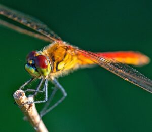  do dragonflies eat japanese beetles  