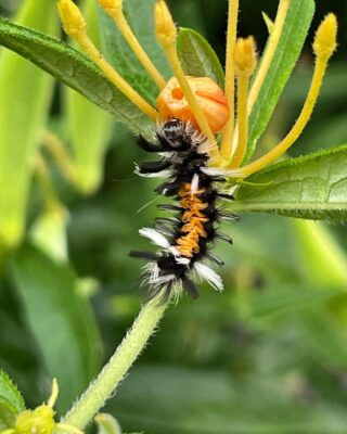 how to get rid of Tussock Moth Caterpillar