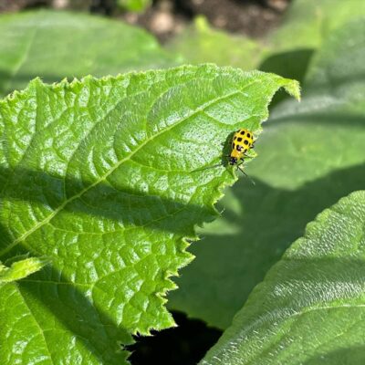 repel cucumber beetles with plants 