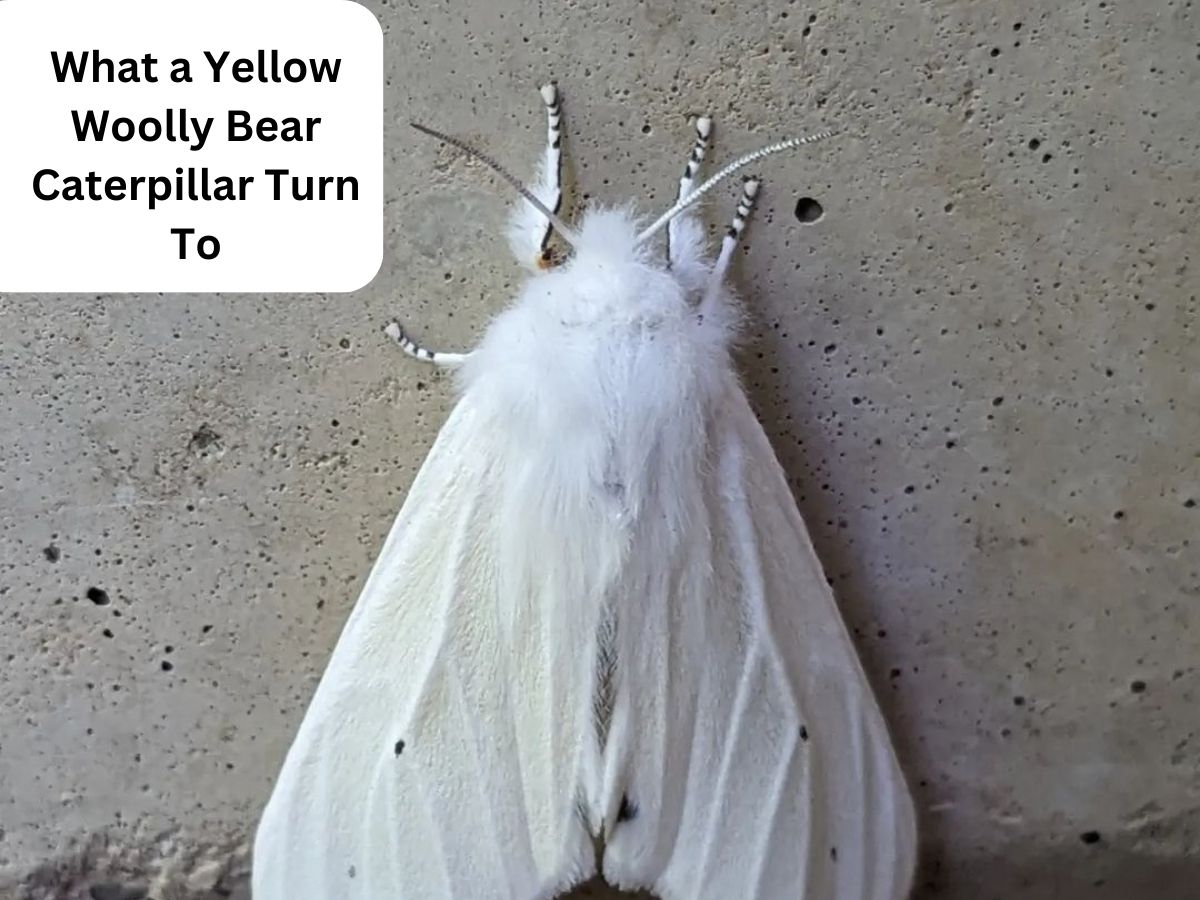 What does a yellow woolly bear caterpillar turn into