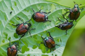 are japanese beetle poisonous