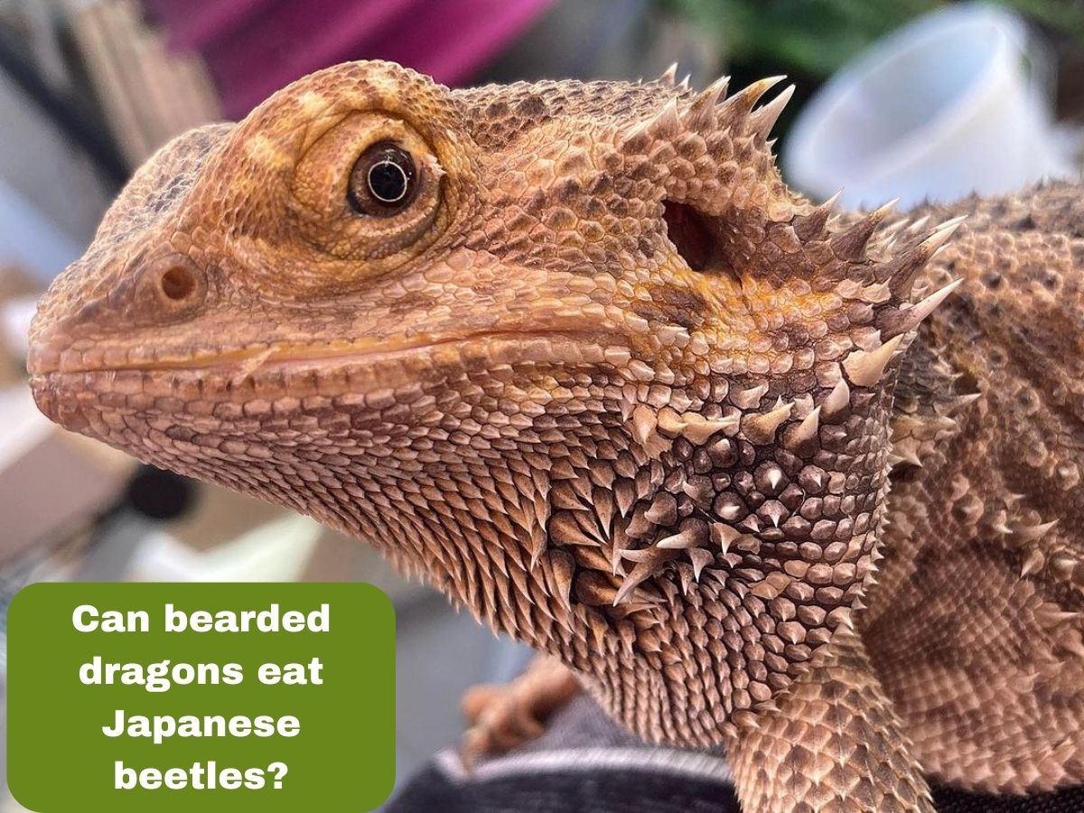 can bearded dragons eat japanese beetles