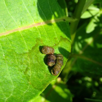What is Caterpillar Poop?