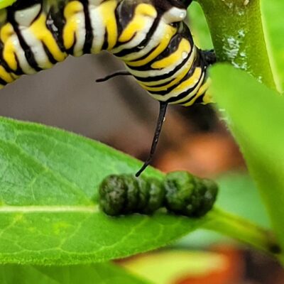 Is Caterpillar Poop Harmful to Humans