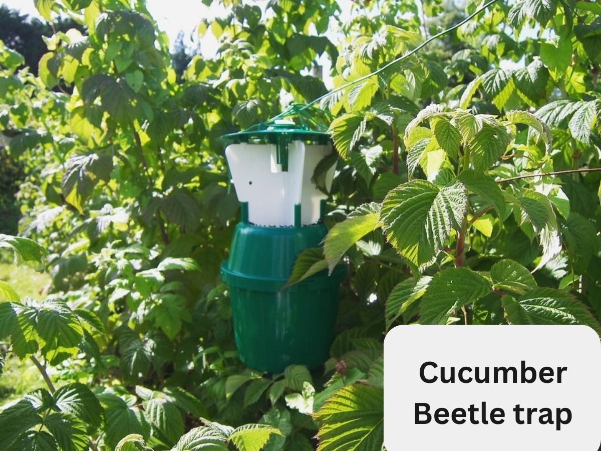 cucumber beetle trap