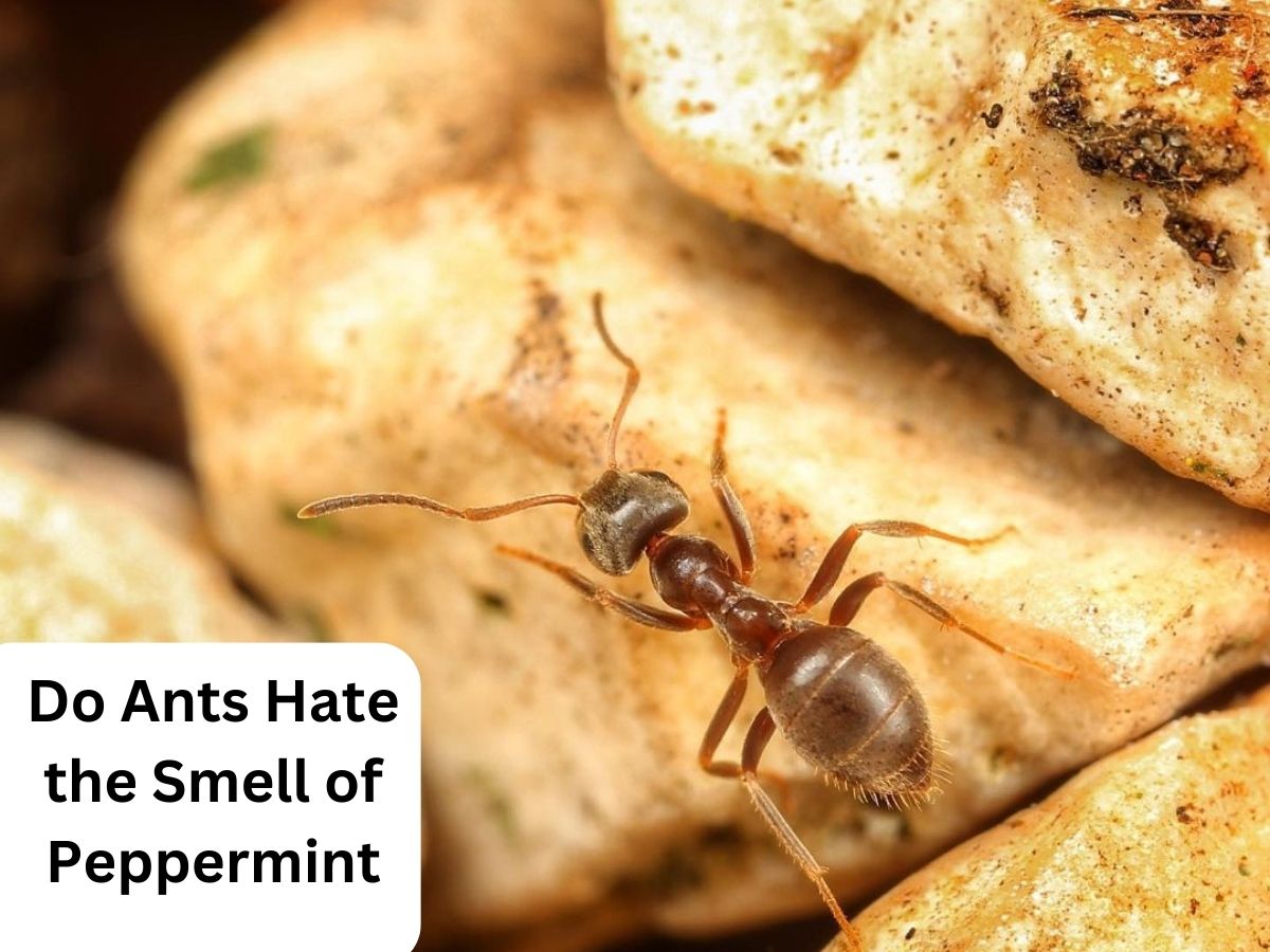 Do ants hate the smell of peppermint?