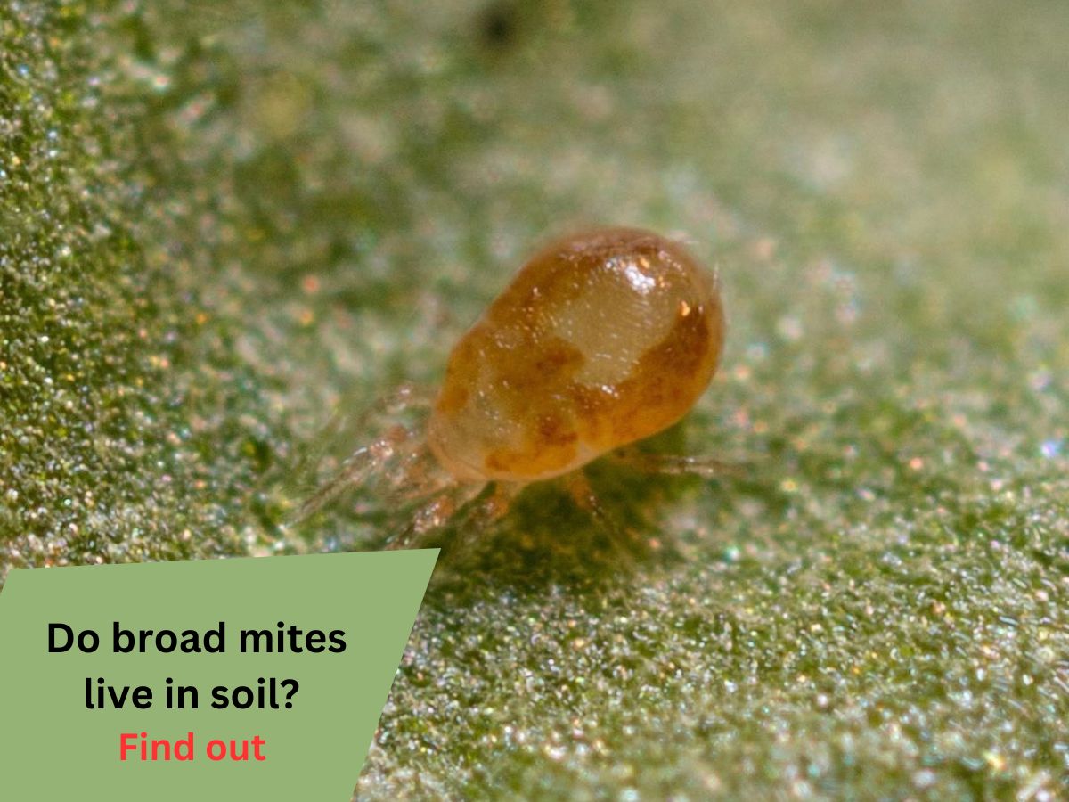do broad mites live in soil