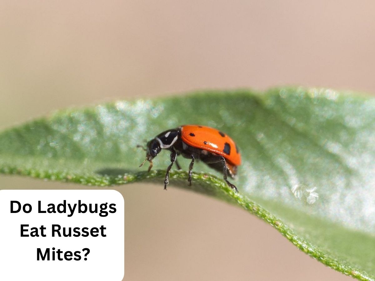 do ladybugs eat russet mites