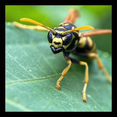 do wasps eat japanese beetles