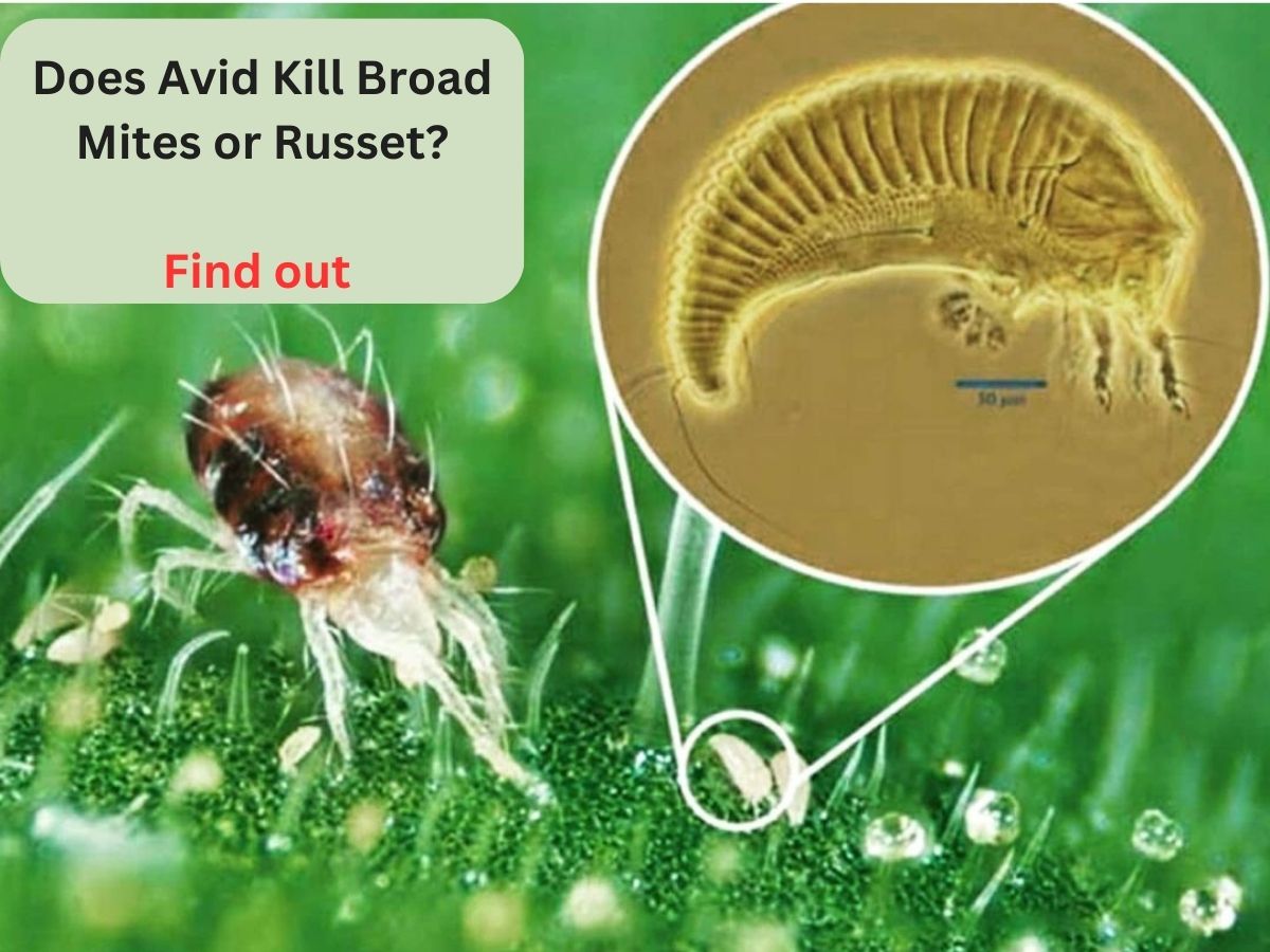 does avid kill broad mites or russet mites