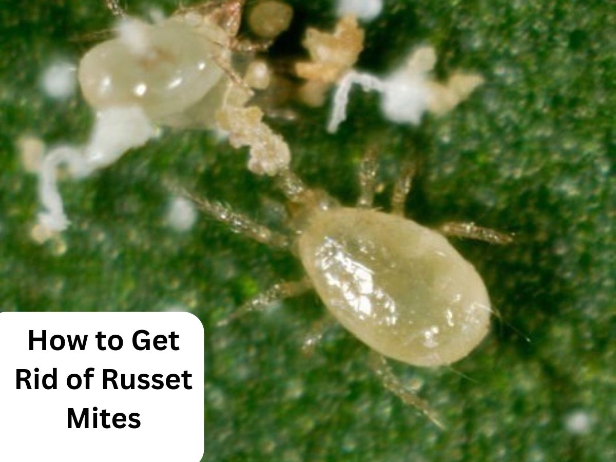 how to get rid of russet mites