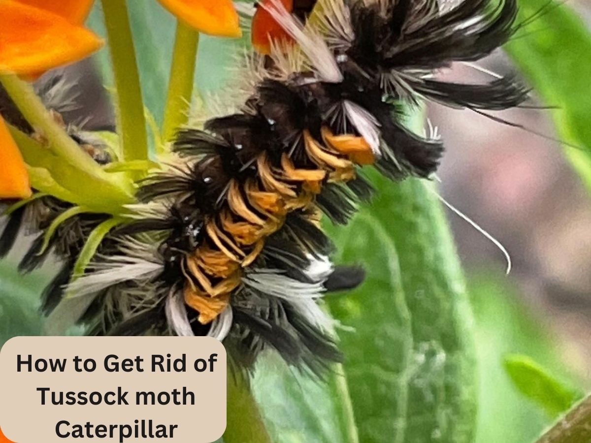 how to get rid of tussock moth caterpillar