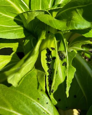 Is Caterpillar Poop Harmful to Humans