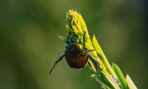 are japanese beetle blind 